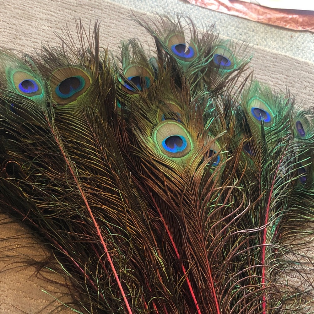 50 + long stem peacock feathers 44” long very vibrant